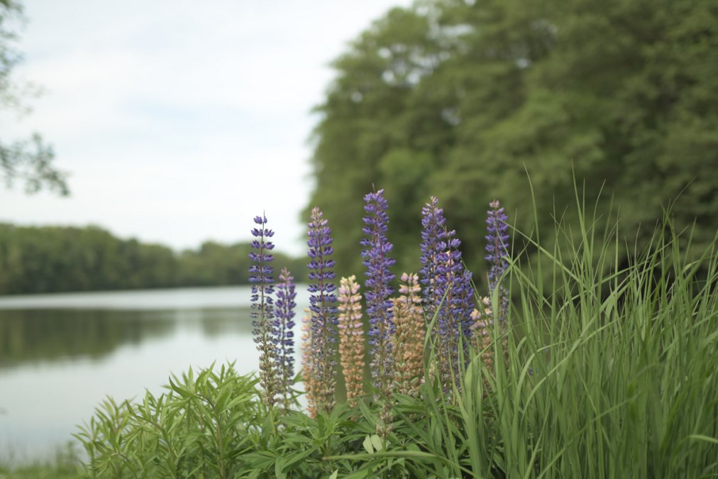 Gr&uuml;nower See bei Steinm&uuml;hle, &copy; P. Sensenhauser