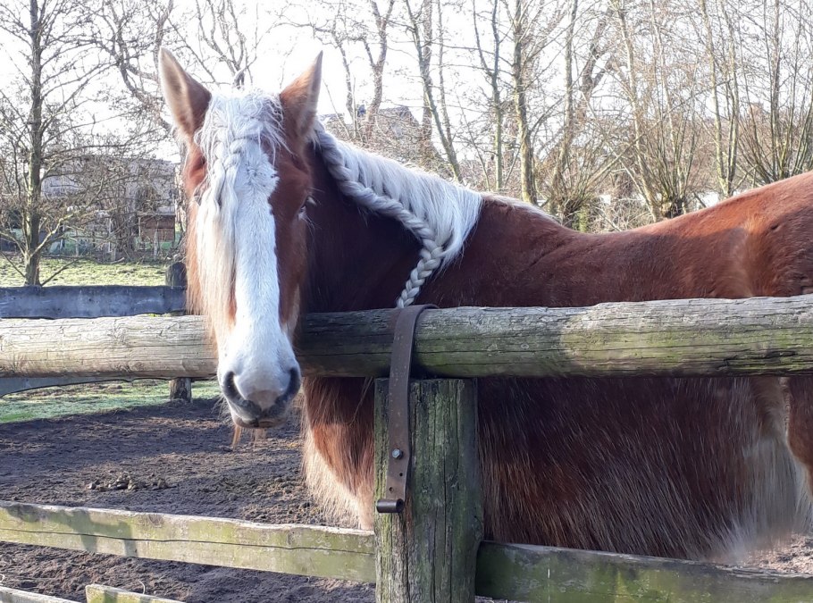 Ludwig auf dem Reitplatz in Neuendorf -Usedom, © Anja Debniak Ludwig auf dem Reitplatz in Neuendorf -Usedom, © Anja Debniak