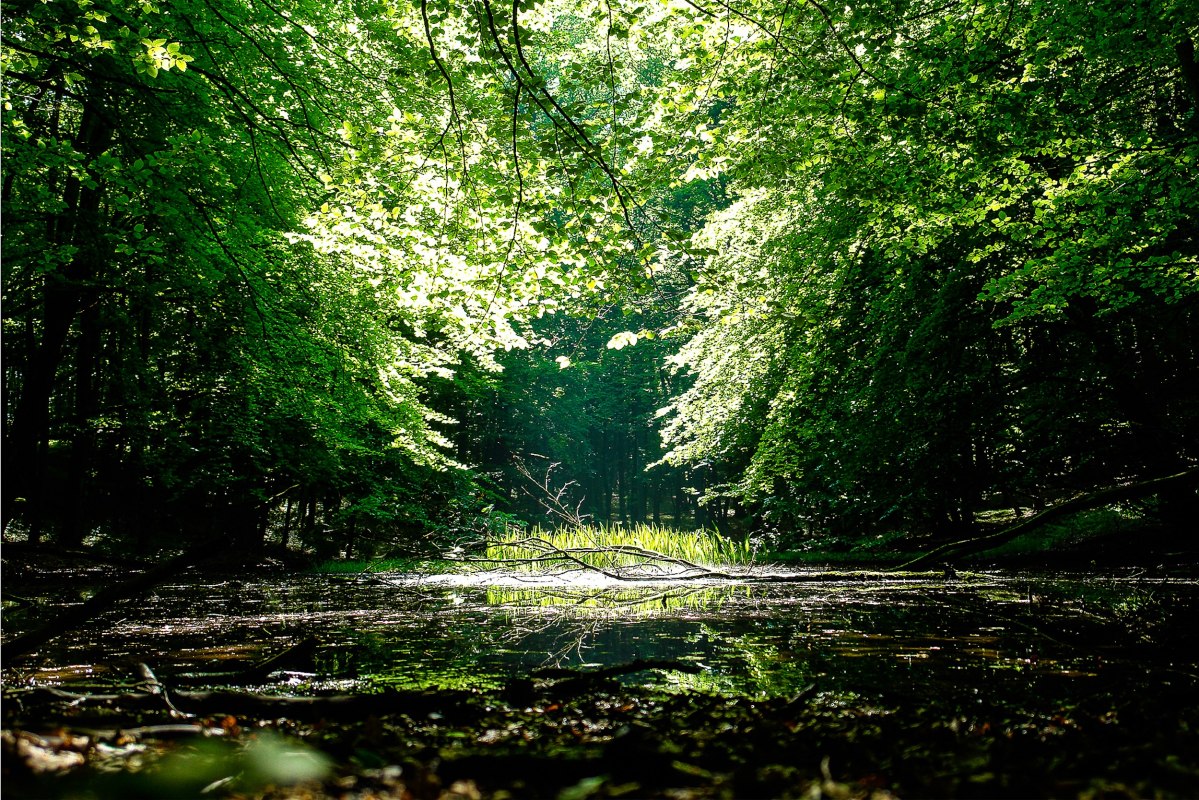 Schattigen Waldweg mit dichtem Grün. // © Nationalaprk-Zentrum KÖNIGSSTUHL / Lehmann Schattigen Waldweg mit dichtem Grün. // © Nationalaprk-Zentrum KÖNIGSSTUHL / Lehmann