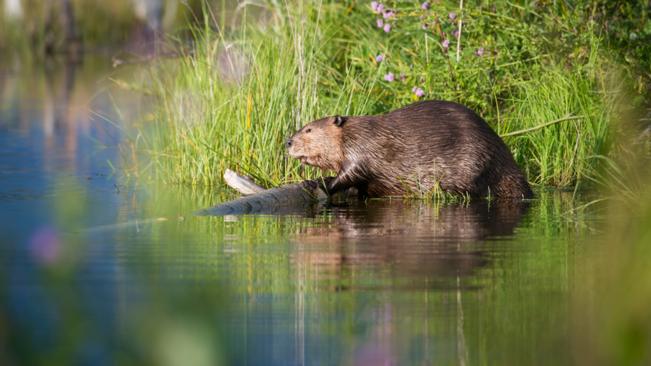 Mit ein wenig Glück werden wir Biber und andere Bewohner der Flusslanden entdecken. // © Corina Posselt Mit ein wenig Glück werden wir Biber und andere Bewohner der Flusslanden entdecken. // © Corina Posselt