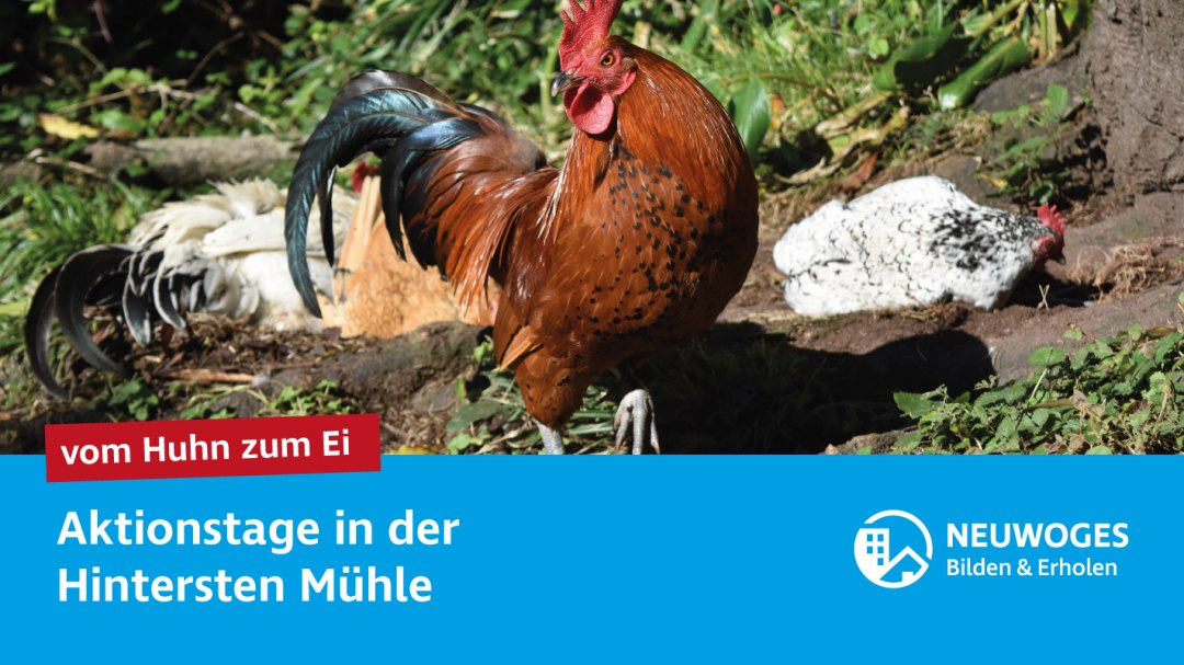 neuw-konzern_externe-komm_tierheim_aktionstage-24-vom-huhn-zum-ei, © Neuwoges