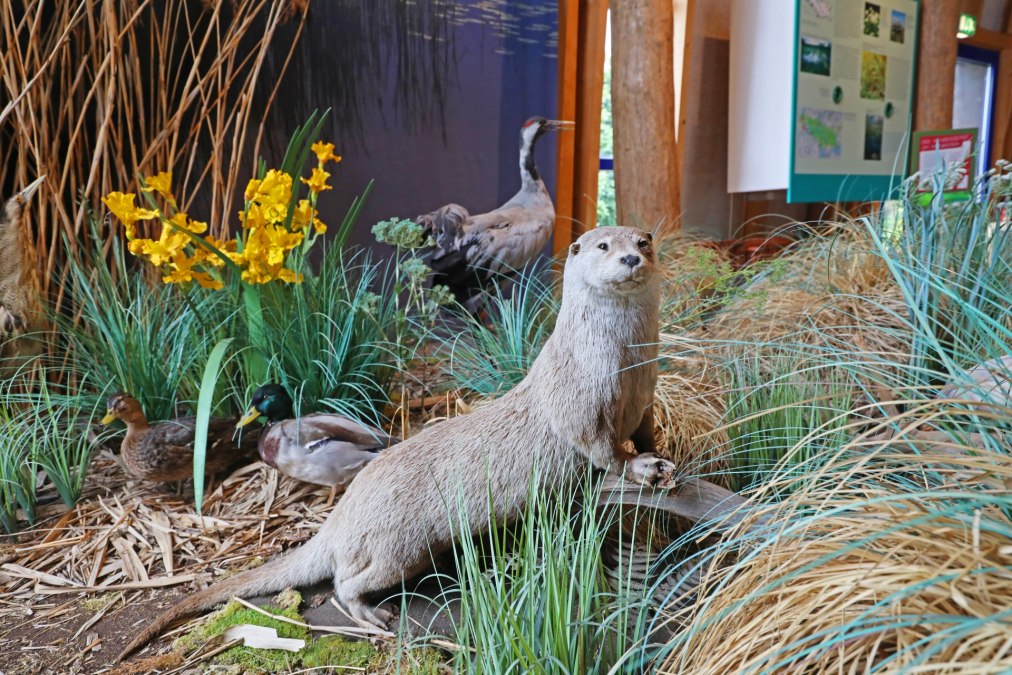 Infozentrum Karower Meiler - Ausstellung, &copy; TMV/Gohlke