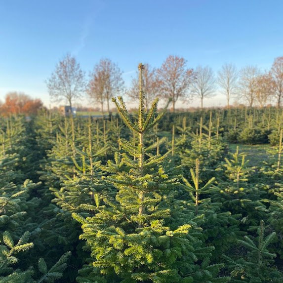 Tannenwald Gut Marihn, © Nadine Malß Tannenwald Gut Marihn, © Nadine Malß