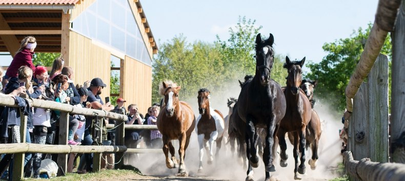 Tag der offenen Stallt&uuml;r bei den Bernsteinreitern in Hirschburg // &copy; DE