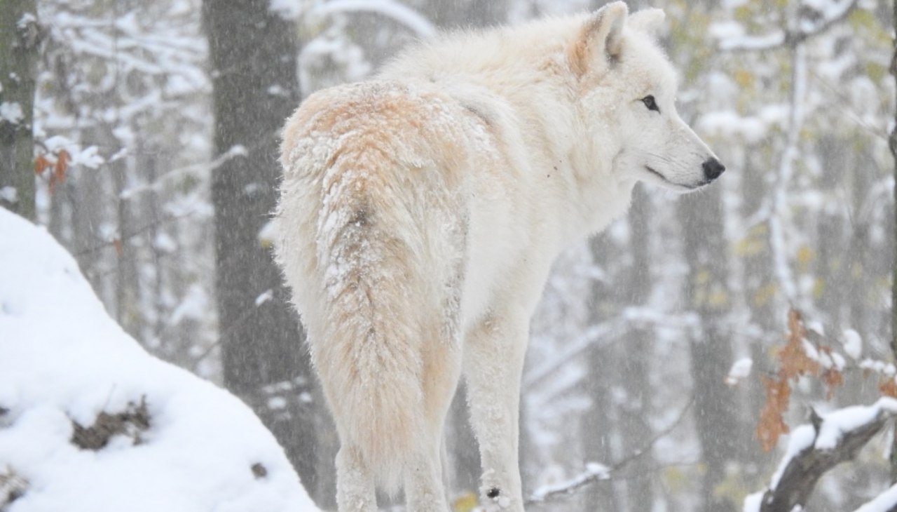 Polarwolf_Winter_1, © Hansestadt Stralsund Polarwolf_Winter_1, © Hansestadt Stralsund