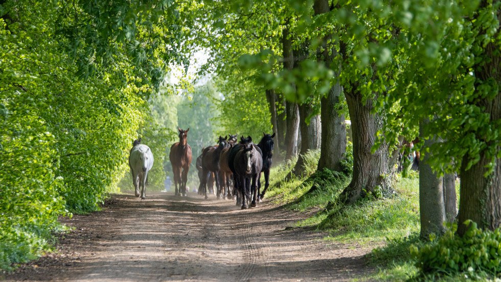 Pferdeherde entlang der Allee hinter dem Gutshaus, &copy; Susan Marlen Fotografie