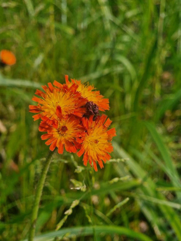 Abb. 4: Das Orangefarbene Habichtskraut (Hieracium aurantiacum) ist bei uns ein Neophyt, der häufig aus Gärten verwildert. // © U. Jueg Abb. 4: Das Orangefarbene Habichtskraut (Hieracium aurantiacum) ist bei uns ein Neophyt, der häufig aus Gärten verwildert. // © U. Jueg
