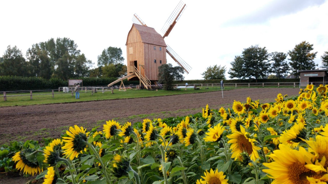Die letzte Bockwindm&uuml;hle in der Region steht im Freilichtmuseum Klockenhagen. // &copy; Freilichtmuseum Klockenhagen