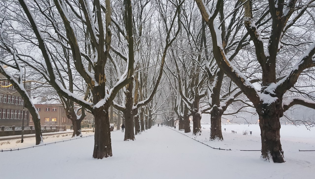 Grünanlage „Jasne Błonia im. Jana Pawła II”, © Pomorze Zachodnie Grünanlage „Jasne Błonia im. Jana Pawła II”, © Pomorze Zachodnie