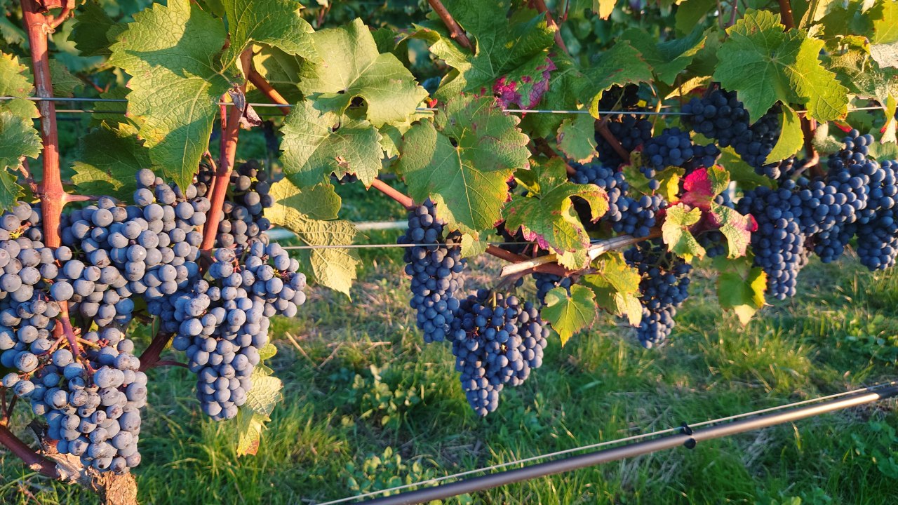 Cabernet Cortis in de wijngaard in Dorf Mecklenburg // © Juliane Dähn Cabernet Cortis in de wijngaard in Dorf Mecklenburg // © Juliane Dähn