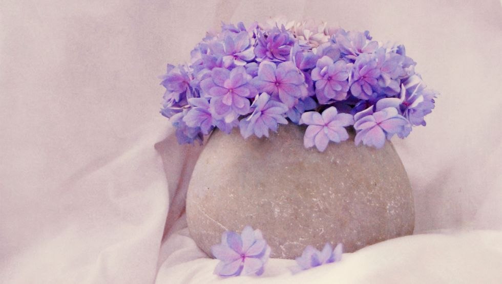 poem&eacute; de viol&eacute;t // &copy; Claudia Drossert