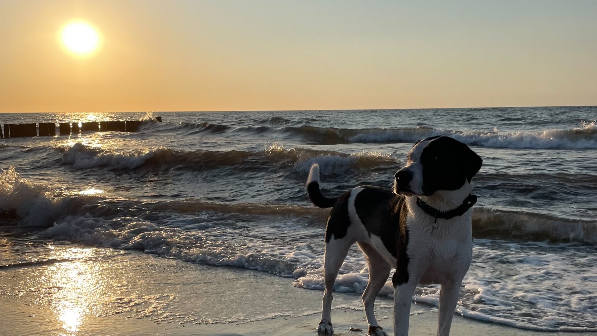 Hond staat op het natte zandstrand terwijl de zon ondergaat boven de Baltische Zee en de golven aanrollen.