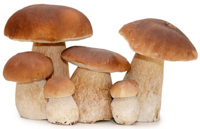 &copy; 35979-Pilz_Shutterstock[1].jpg