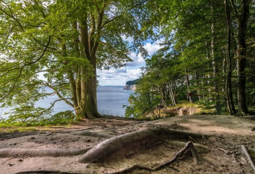Kathedrale mit Meerblick: Stubnitz heißt der große Buchenwald im Nationalpark Jasmund, direkt an der Ostseeküste Rügens, © MV-T/Tiemann Kathedrale mit Meerblick: Stubnitz heißt der große Buchenwald im Nationalpark Jasmund, direkt an der Ostseeküste Rügens, © MV-T/Tiemann