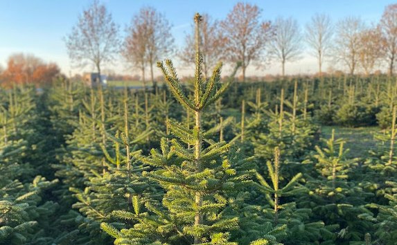 Tannenwald Gut Marihn, © Nadine Malß Tannenwald Gut Marihn, © Nadine Malß