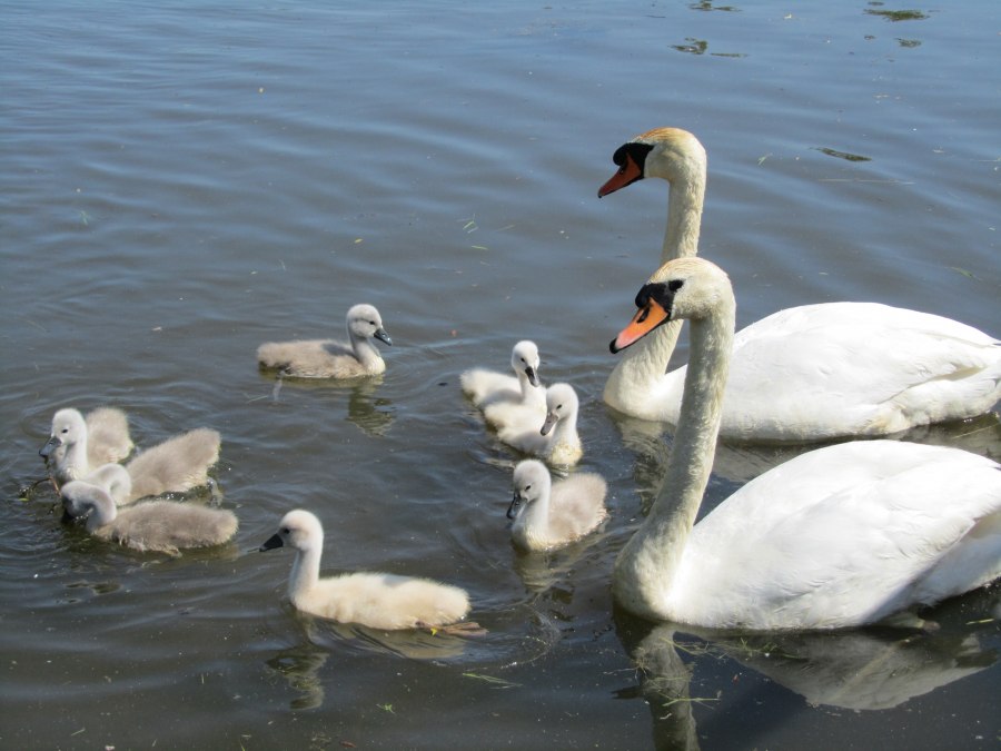 Schwäne am Mühlenteich, © Jana Koch Schwäne am Mühlenteich, © Jana Koch