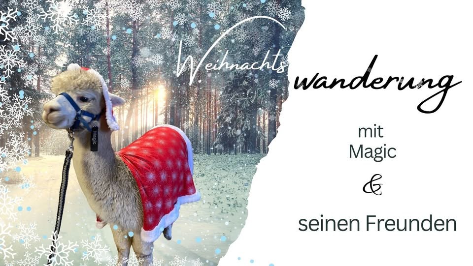 Weihnachtswanderung mit Alpakas, © Hof Birkenkamp Weihnachtswanderung mit Alpakas, © Hof Birkenkamp
