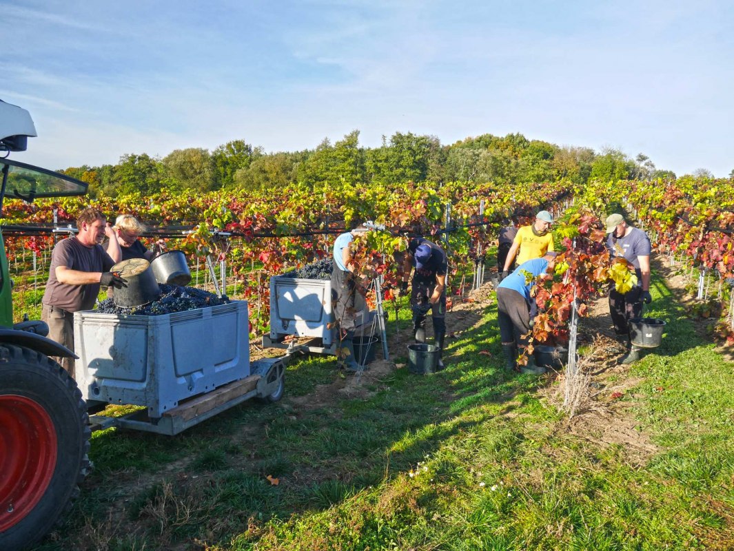 Weingut Schloss Rattey // &copy; Weingut Schloss Rattey | Inselm&uuml;hle Usedom GmbH