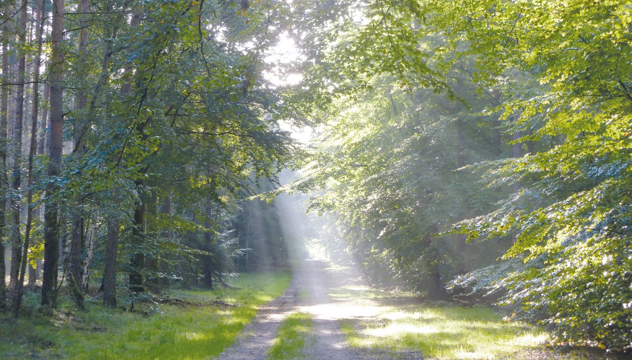 Fr&uuml;hlingserwachen k, &copy; Stadt Ribnitz-Damgarten