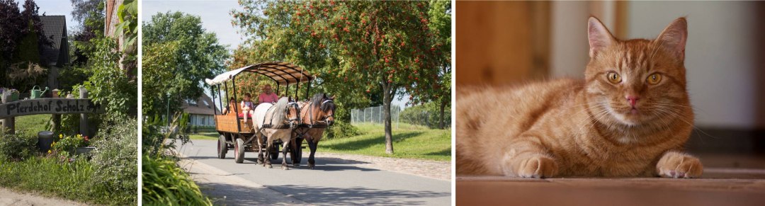 Paardenboerderij Scholz, © Pferdehof Scholz Paardenboerderij Scholz, © Pferdehof Scholz