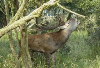 &copy; Volker Spicher