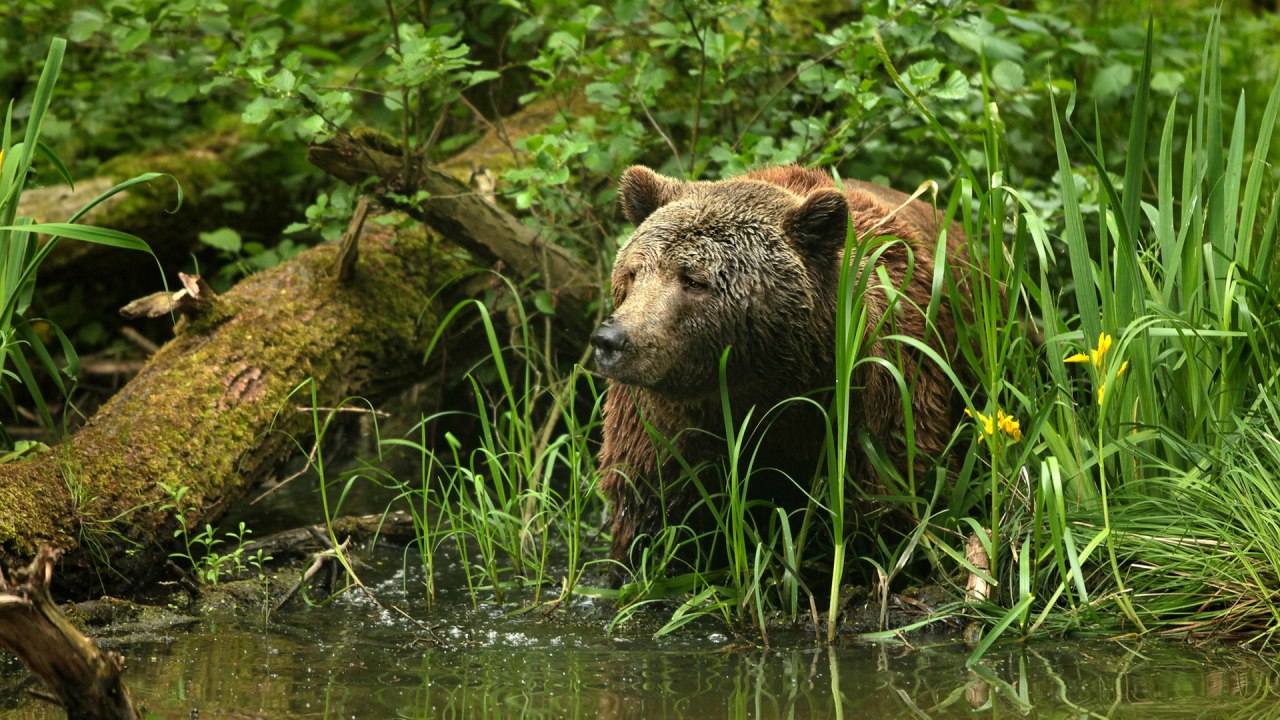 Auf den Spuren geretteter Braunbären im Bärenschutzzentrum // © Thomas Oppermann Auf den Spuren geretteter Braunbären im Bärenschutzzentrum // © Thomas Oppermann