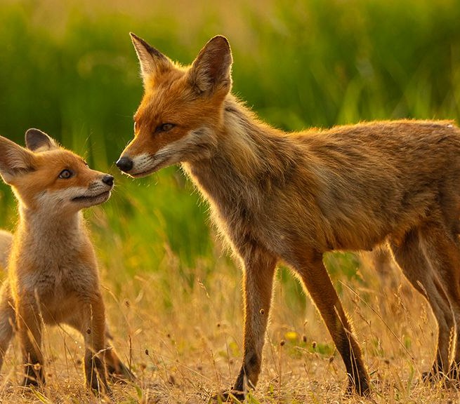 »Fenja, die Küstenfüchsin«, © Mario Müller