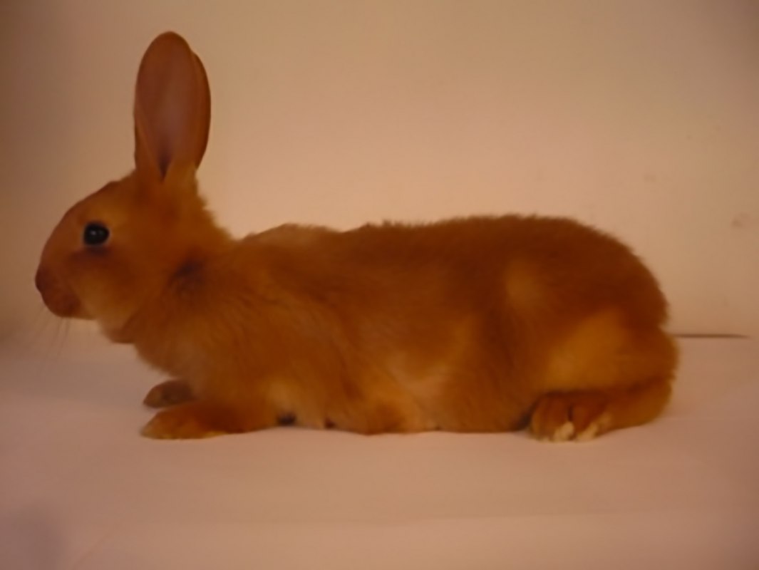 (Childhood photograph my partner Reinier took of his rabbit 20 years ago, still serving as the Wikipedia image for the Vale Van Bourgondi&euml; since). // &copy; Courtesy: C&eacute;line Mathieu, Reinier Hoon & Gauli Zitter.