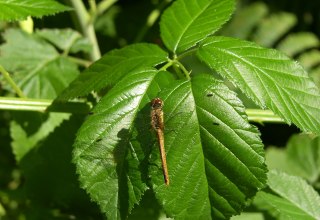 © Biosphärenreservat Südost-Rügen