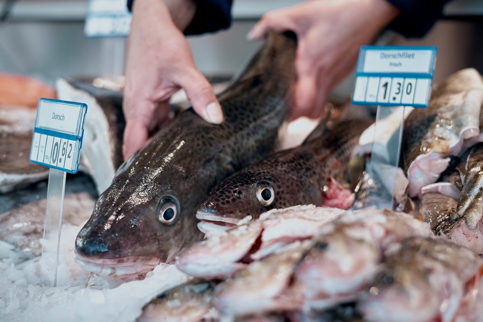 Frischer Dorsch in der Verkaufstheke // © MYFISH-ostsee, © Sebastian Dorbrietz/ WFG Vorpommern Frischer Dorsch in der Verkaufstheke // © MYFISH-ostsee, © Sebastian Dorbrietz/ WFG Vorpommern