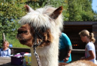 Mit Alpakas durch das Seebad Diedrichshagen und dem K&uuml;stenwald Stoltera wandern // &copy; TZRW