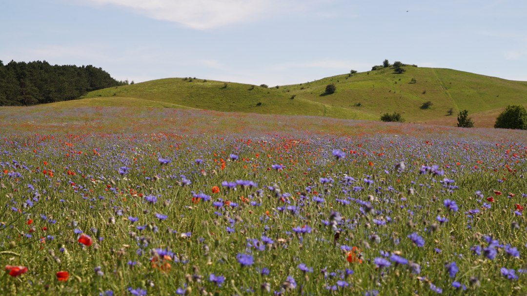 Blumenwiese, &copy; Nico Offermann