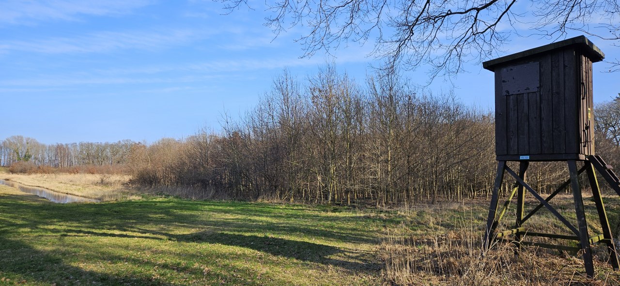 Sinds 2011 groeien er bomen in de Klimawald Koserow (eiland Usedom). // &copy; Landesforst MV