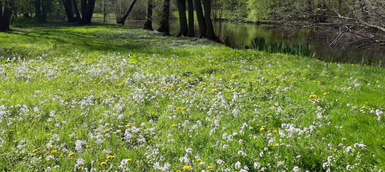 Fr&uuml;hling im Park Semlow // &copy; Petra Rackow