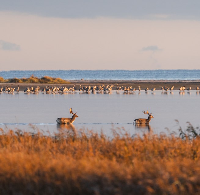 Stille Zeugen der Natur – Zwei Hirsche im Wasser vor der weiten Kulisse des Nationalparks., © TMV/Gross Zwei Hirsche durchqueren einen flachen Gewässerbereich, während Kraniche im Hintergrund ruhen.