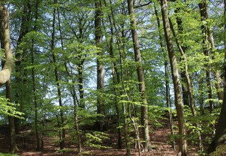 © Biosphärenreservatsamt Südost-Rügen © Biosphärenreservatsamt Südost-Rügen