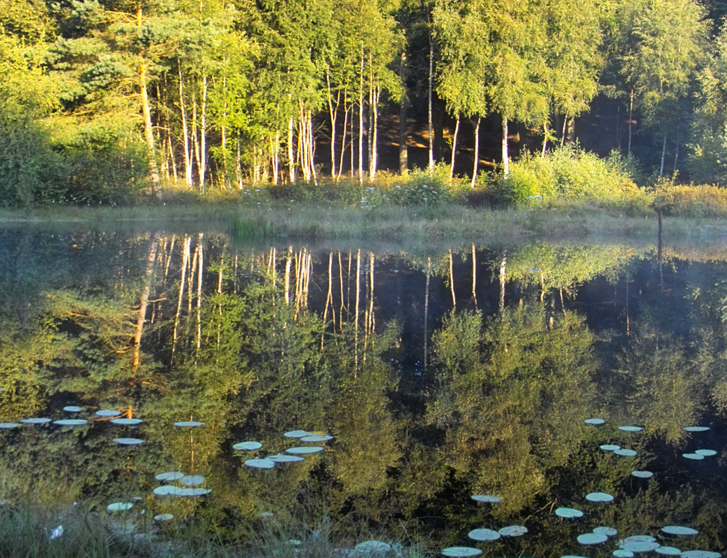 Naturschutzgebiet Mümmelkensee // © Fotoarchiv Naturpark Insel Usedom Naturschutzgebiet Mümmelkensee // © Fotoarchiv Naturpark Insel Usedom