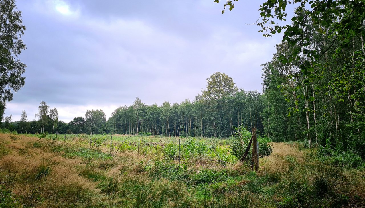 Klimawald Sehlen, © Landesforst MV