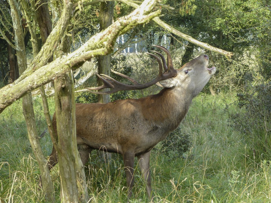 &copy; Volker Spicher