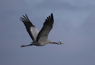 &copy; Nationalparkamt Vorpommern