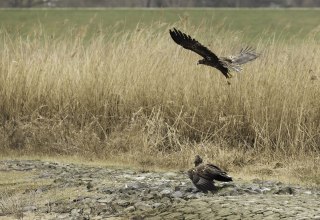 Seeadler an einer Elbbuhne // &copy; Maria Effenberger