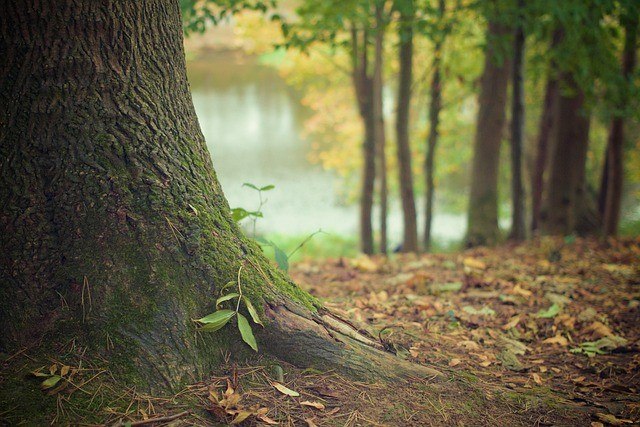 &copy; (c) pixabay