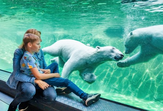 Kind mit Mutter beobachtet im Polarium des Rostocker Zoos zwei schwimmende Eisbären hinter Glas. // Staunen im Zoo Rostock – im Polarium den mächtigen Eisbären beim Tauchen und Spielen zusehen. // © MV-T/Tiemann Kind mit Mutter beobachtet im Polarium des Rostocker Zoos zwei schwimmende Eisbären hinter Glas.