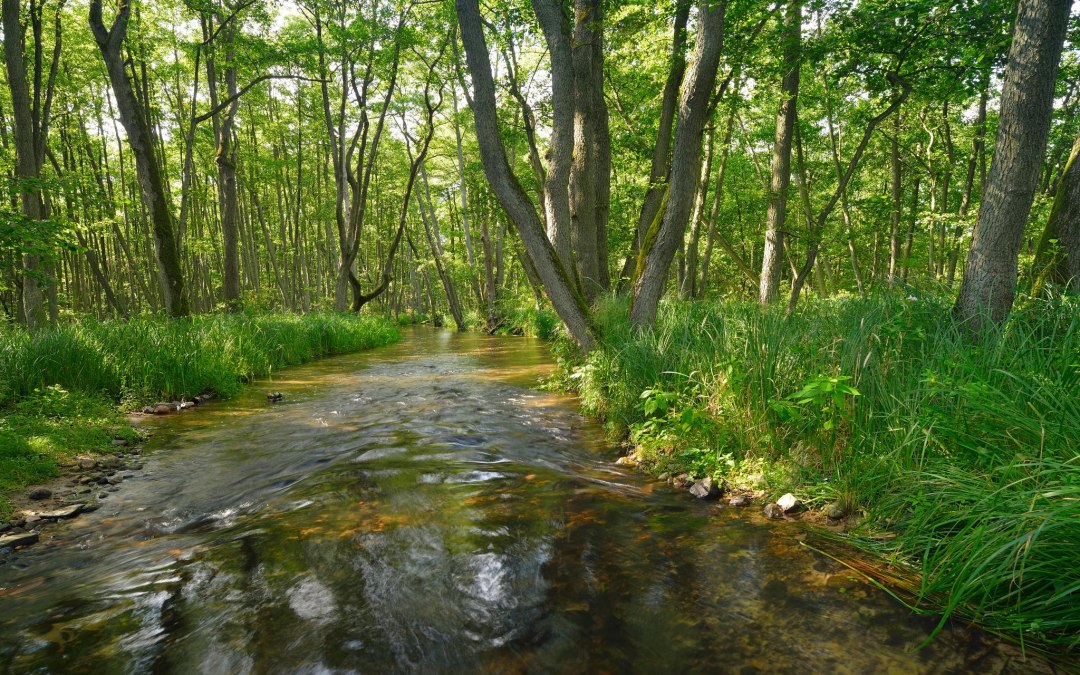 Radtour zu den Serrahner Buchenwäldern, © Stadt Neustrelitz