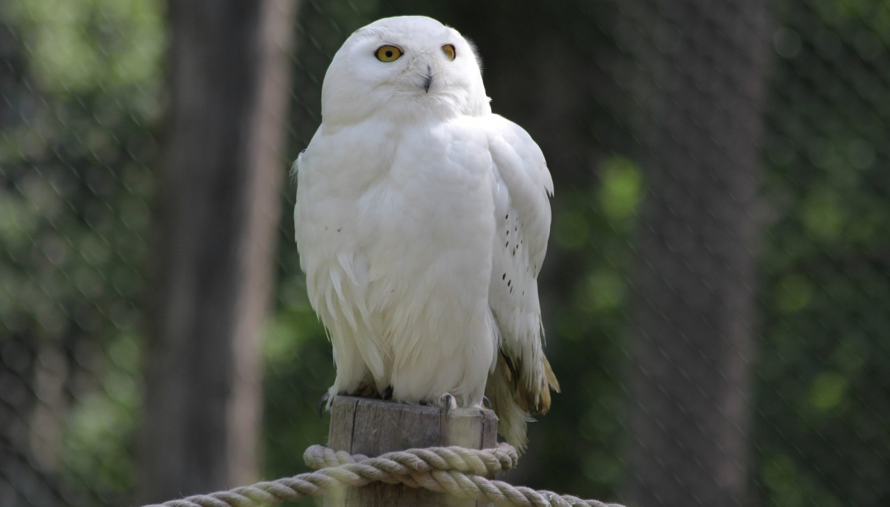 Schnee-Eule auf dem Eulenberg im Wildpark-MV, &copy; Wildpark-MV