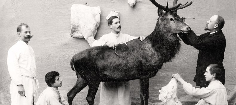 Carl Knuth und seine Mitarbeiter bei der Arbeit an einem Rothirschpräparat für das Maltzahn’sche Museum in Waren, 1902 // © Mürtzeum Waren Carl Knuth und seine Mitarbeiter bei der Arbeit an einem Rothirschpräparat für das Maltzahn’sche Museum in Waren, 1902 // © Mürtzeum Waren