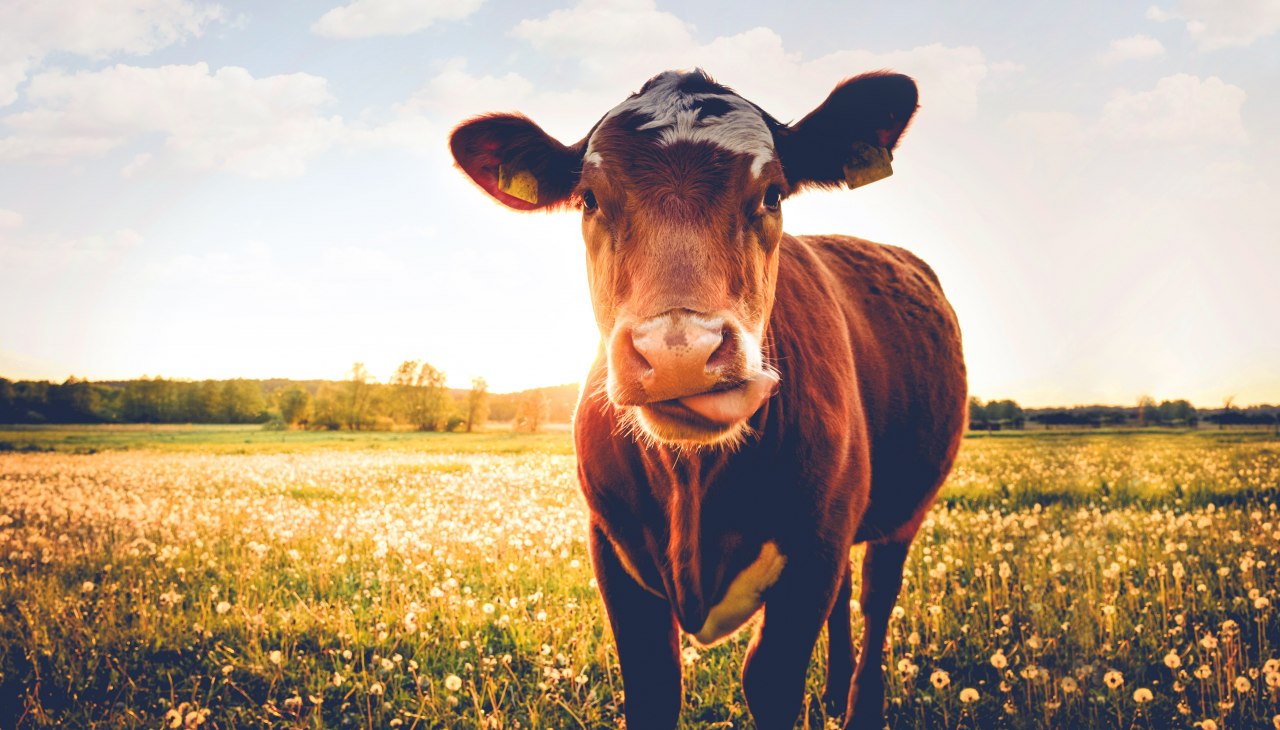 Kuhweide, © Seeweide Naturcamping Penzlin