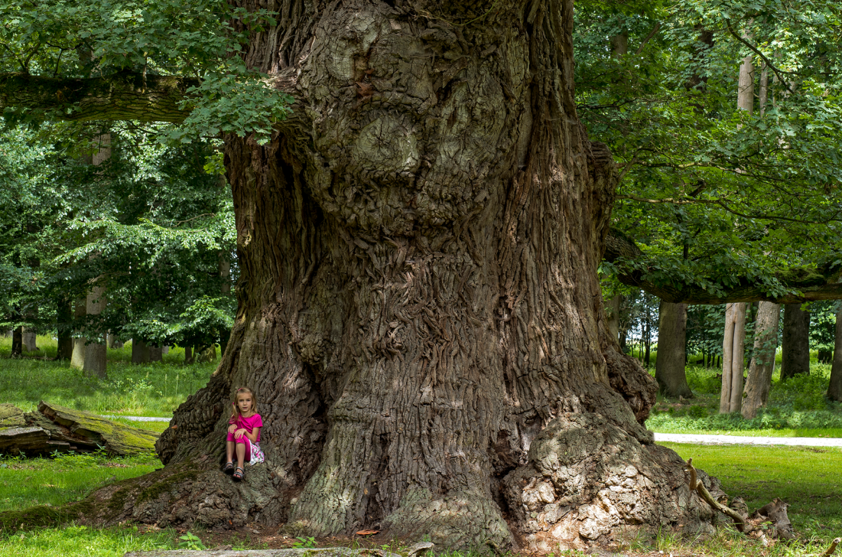 Eiche-Ivenack_JeroenPater_VD, &copy; Jeroen Pater