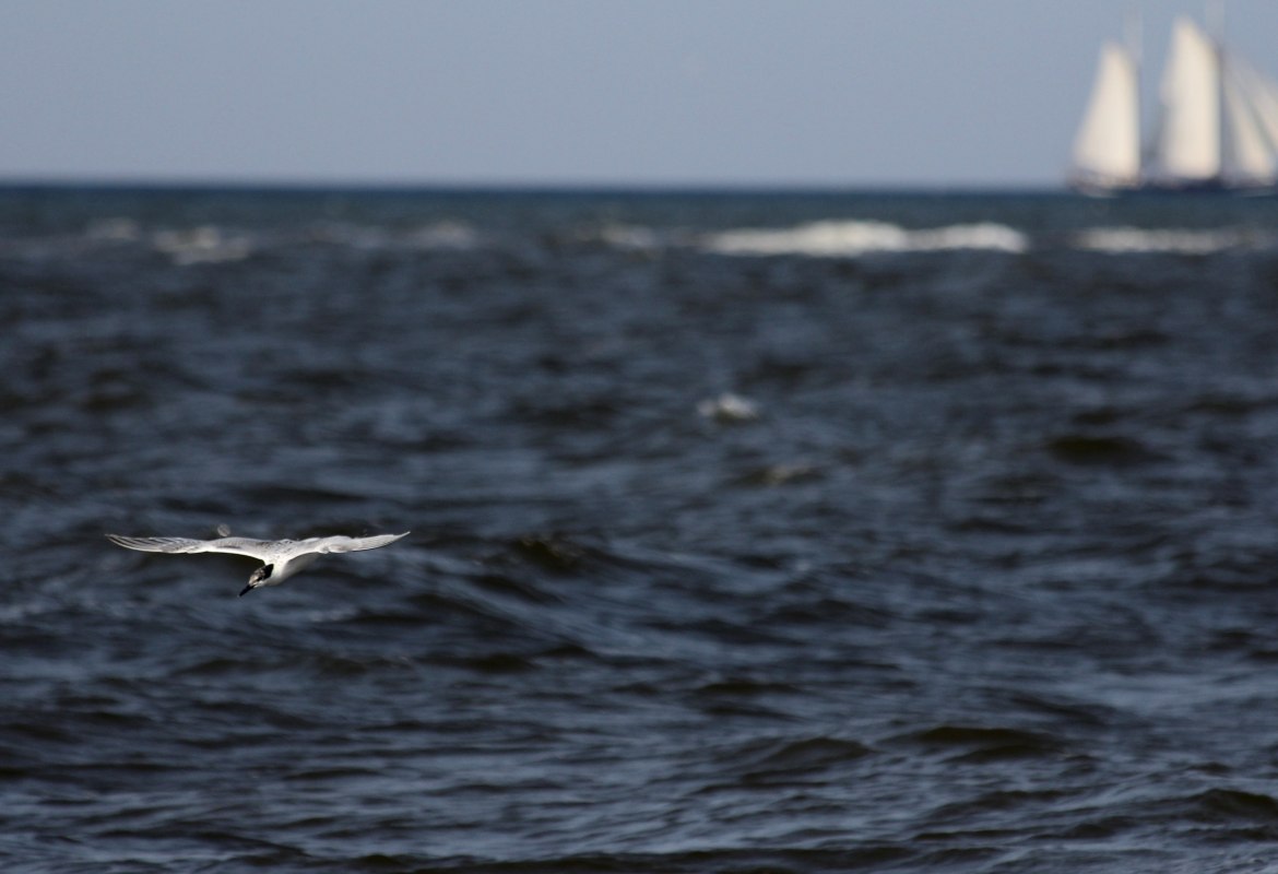 Brandseeschwalbe_Ostsee_fliegend_Lutz_Storm_1800_Himmel, &copy; Lutz Storm