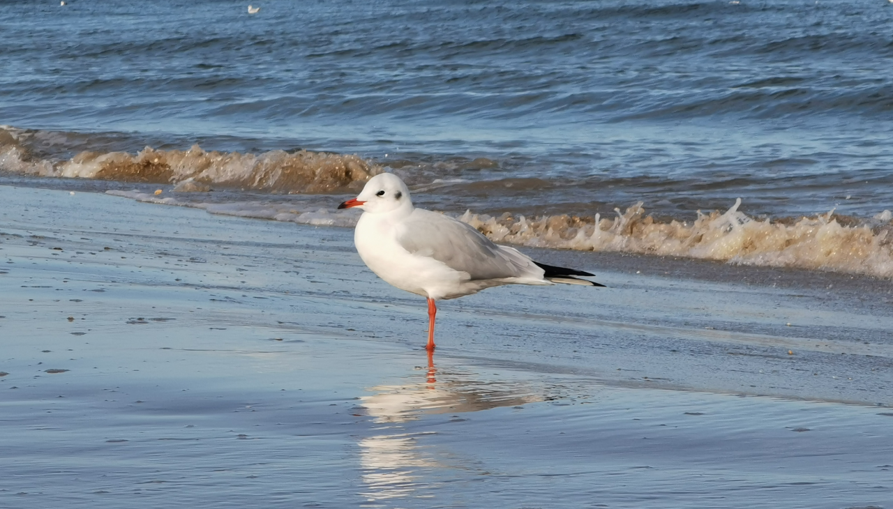 "Tu dir gut" - Strandwanderung mit dem Naturschutzzentrum, © Lachmöwe "Tu dir gut" - Strandwanderung mit dem Naturschutzzentrum, © Lachmöwe